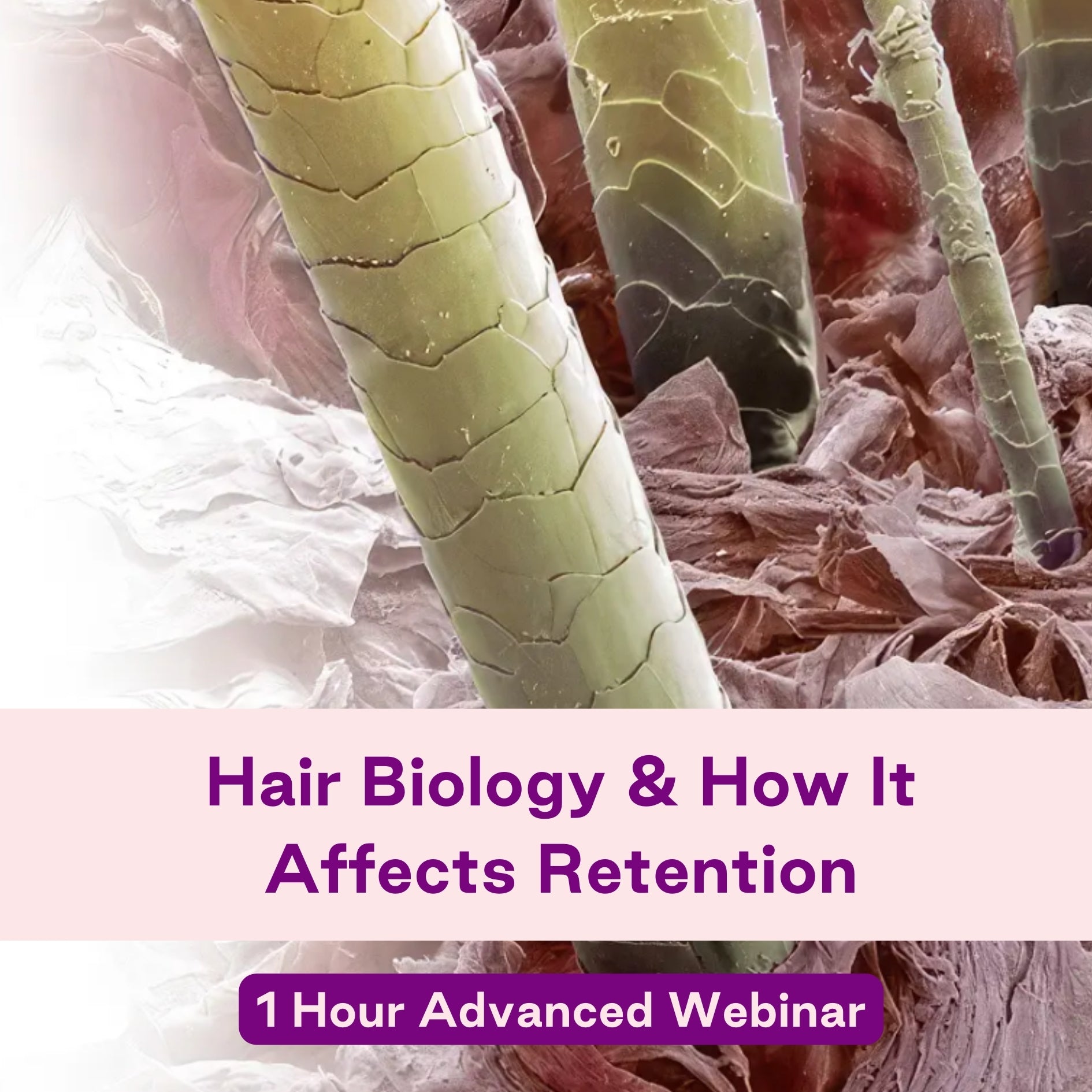 Hair Biology & How It Affects Retention / Webinar